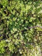 Image of horn calcareous moss