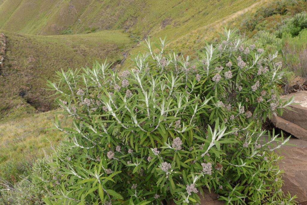 Image of Buddleja loricata Leeuwenberg