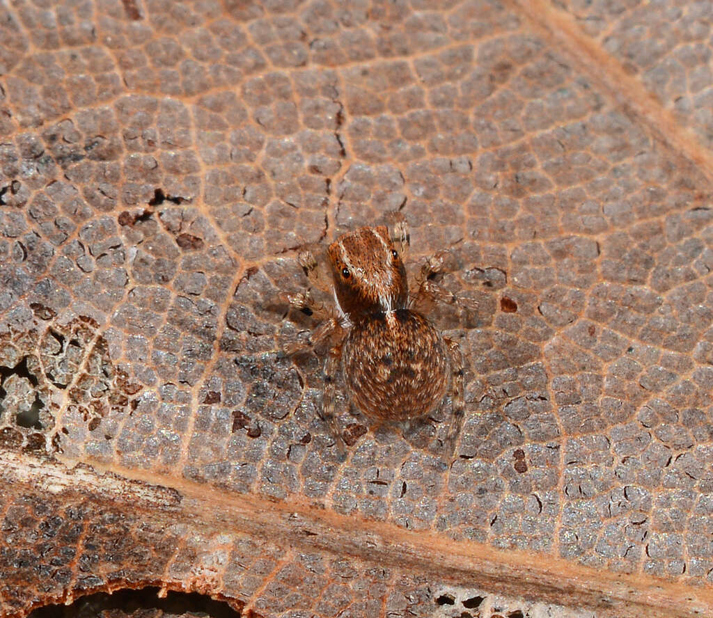 Image of Naphrys xerophila (Richman 1981)