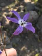 Image of Leucocoryne violacescens Phil.