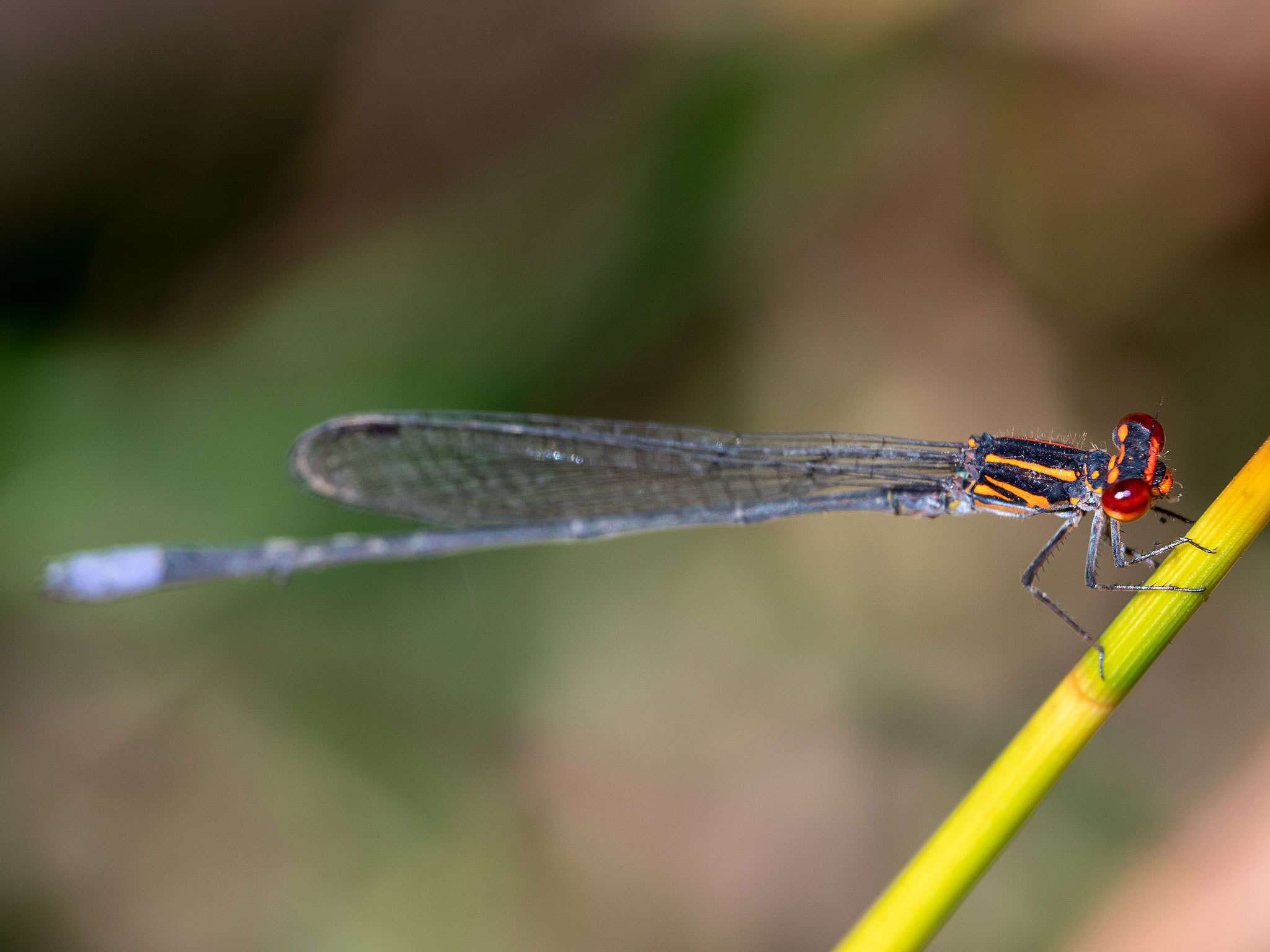 Image of <i>Pseudagrion <i>hageni</i></i> hageni