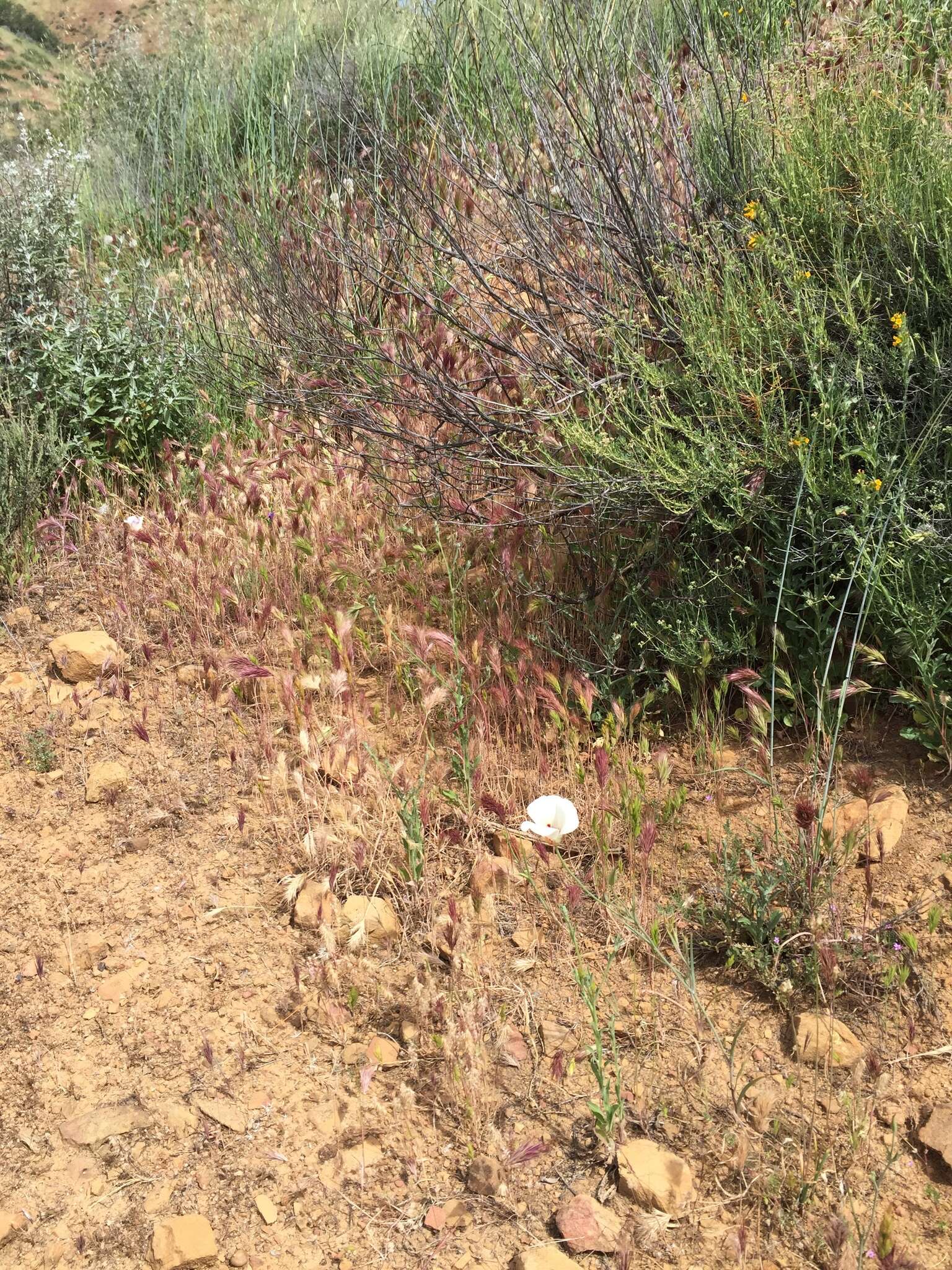 Calochortus simulans (Hoover) Munz resmi