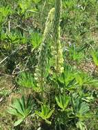 Plancia ëd Lupinus polyphyllus subsp. polyphyllus