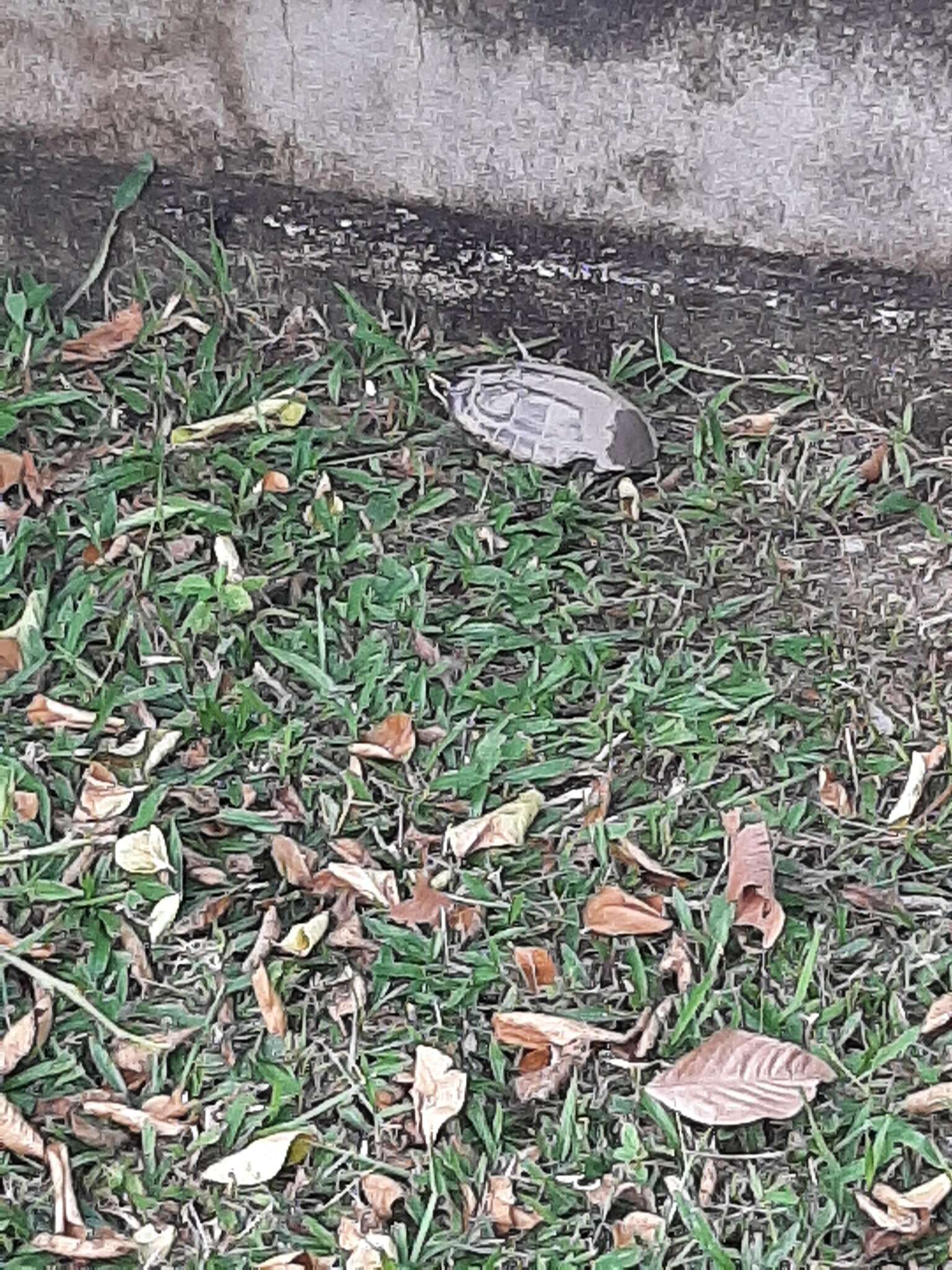 Image of Malayan snail-eating turtle