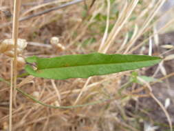 Image de Convolvulus remotus R. Br.