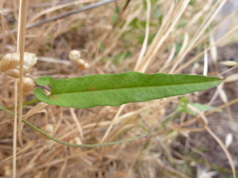 Image of Australian bindweed