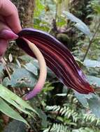 Image of Anthurium variegatum Sodiro