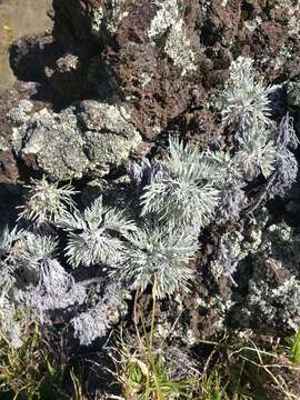 Image of Maui wormwood