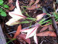 Imagem de Gladiolus floribundus Jacq.