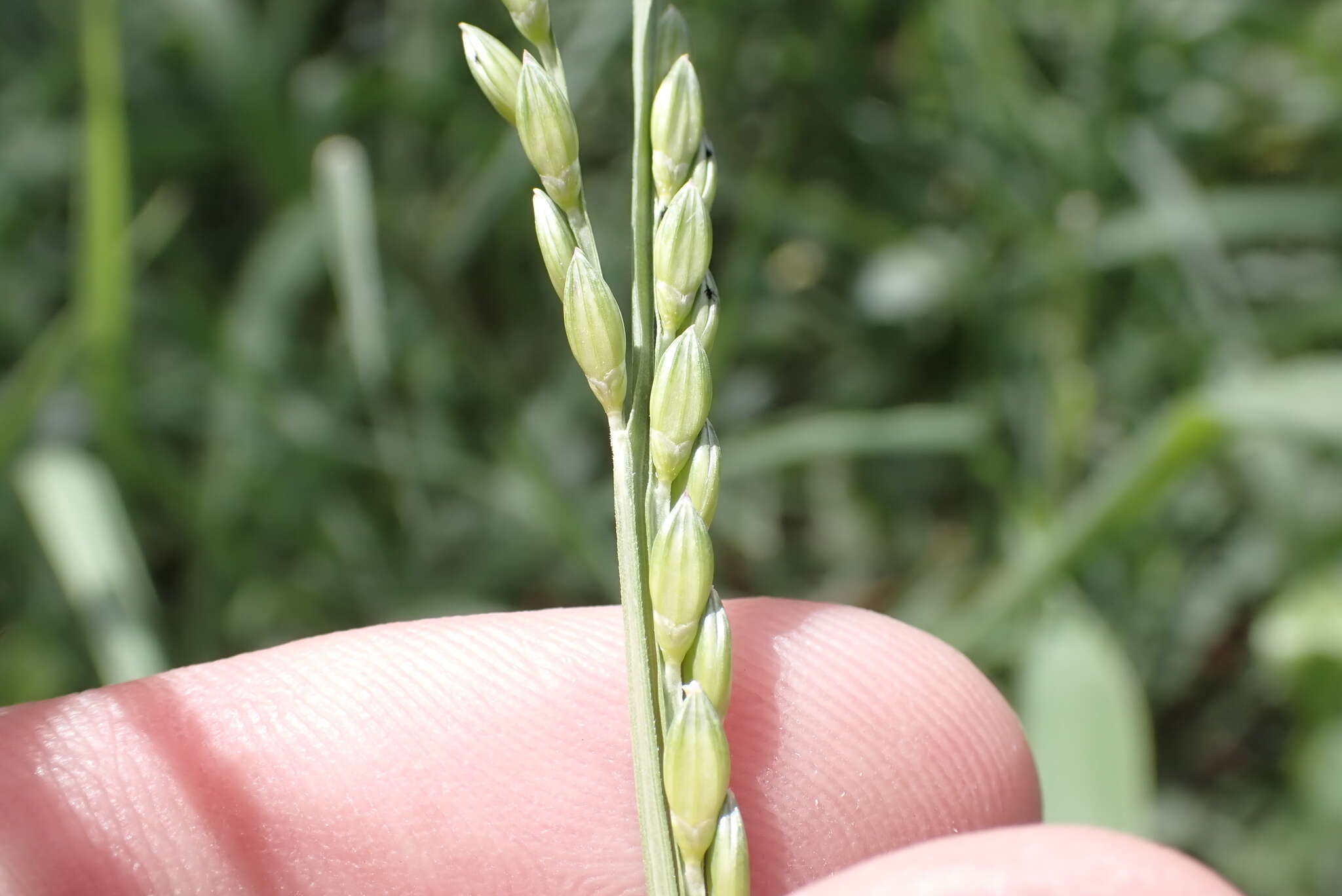 Plancia ëd Brachiaria plantaginea (Link) Hitchc.