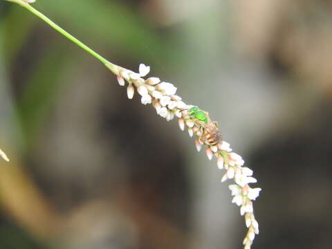 Image of Honey-bellied Agapostemon