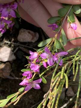 Image of Boronia crenulata Sm.