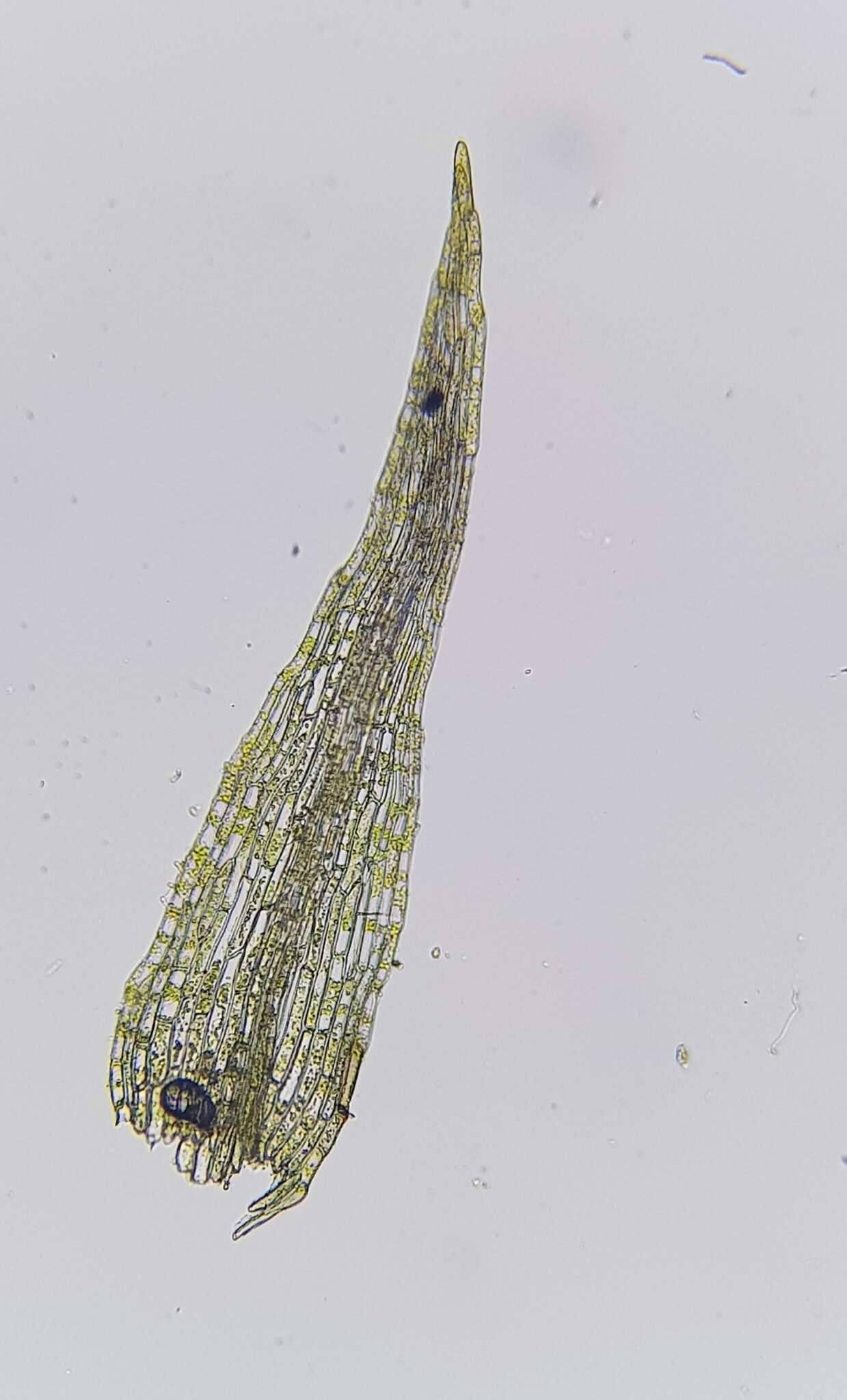 Image of Dicranella rufescens (Dicks.) Schimp.