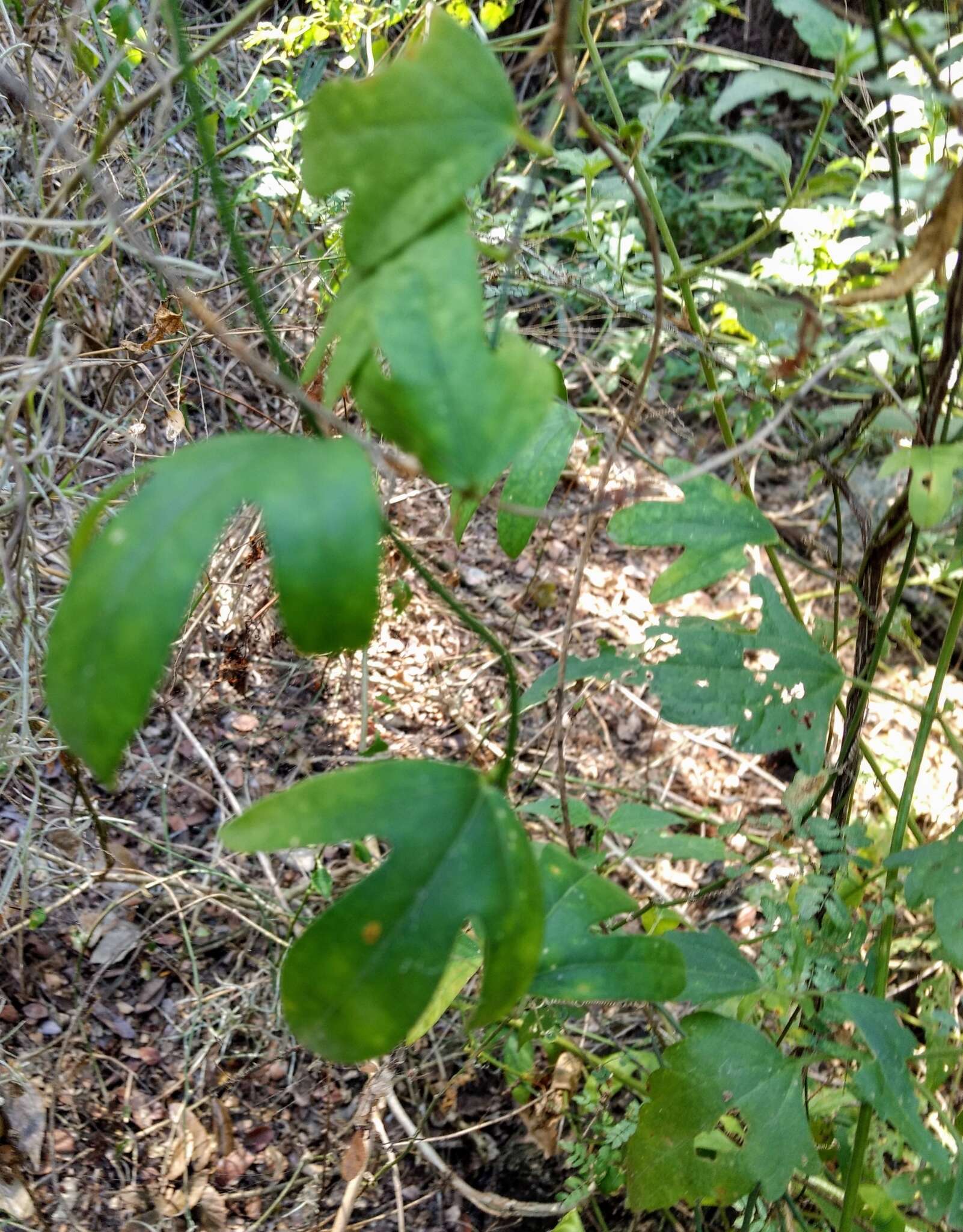 Image of corkystem passionflower