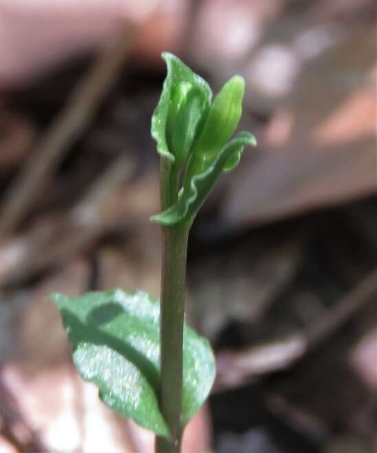 Imagem de Triphora yucatanensis Ames