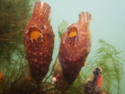 Image of Ascidian