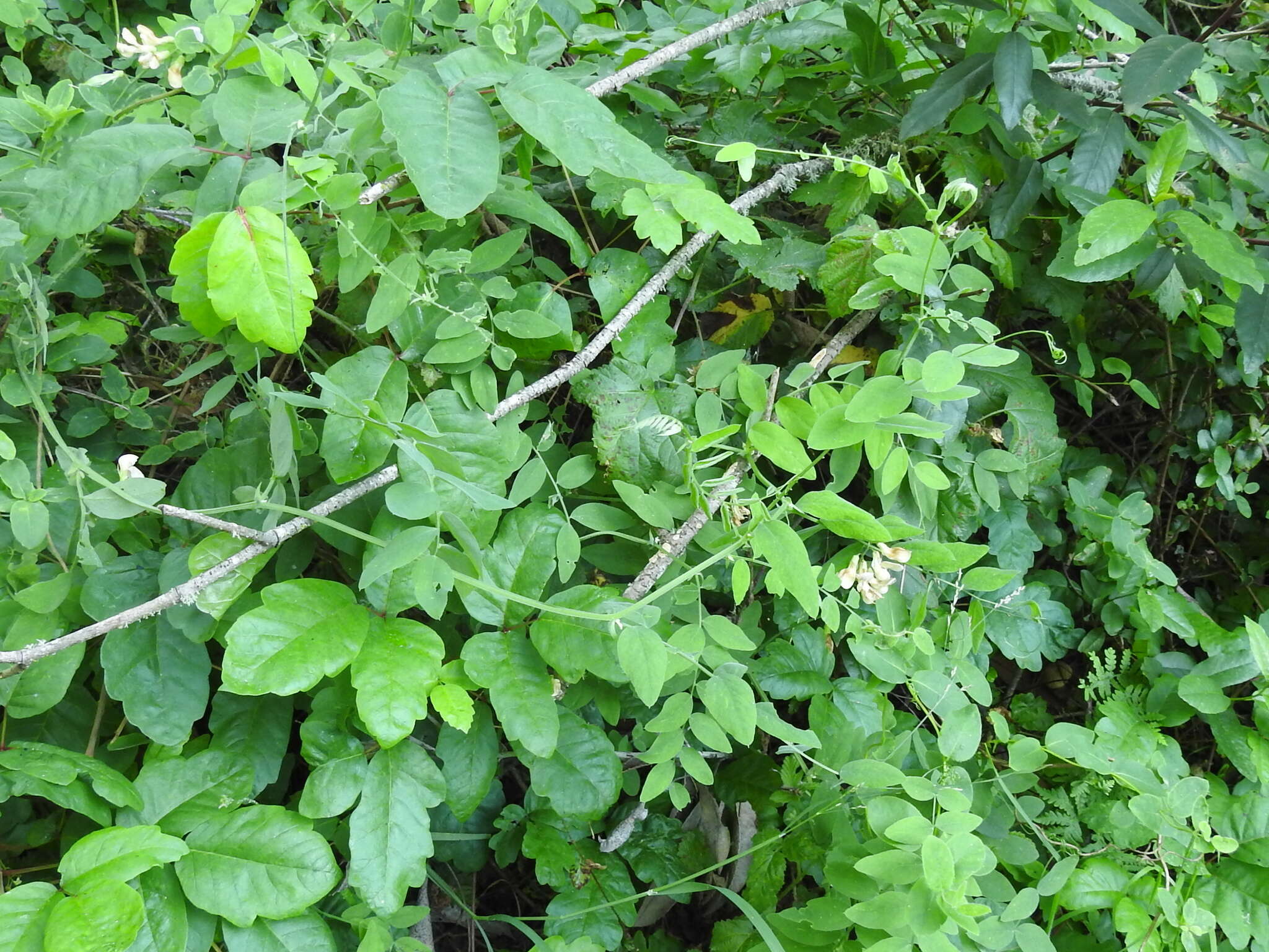 Sivun Lathyrus jepsonii Greene kuva