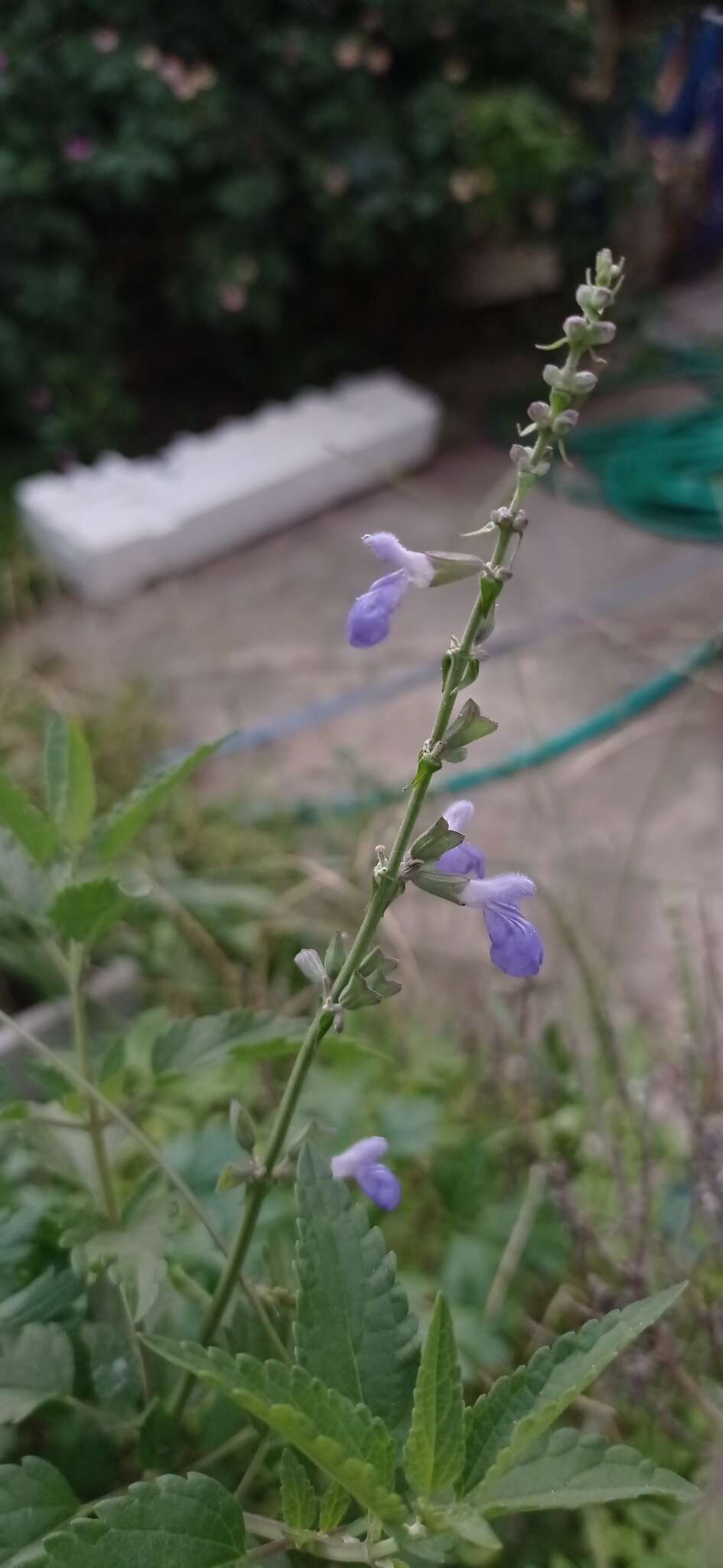 Imagem de Salvia pallida Benth.