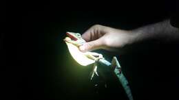 Image of Barahona  Anole