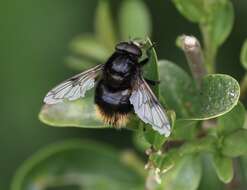 Image of bumblebee hoverfly