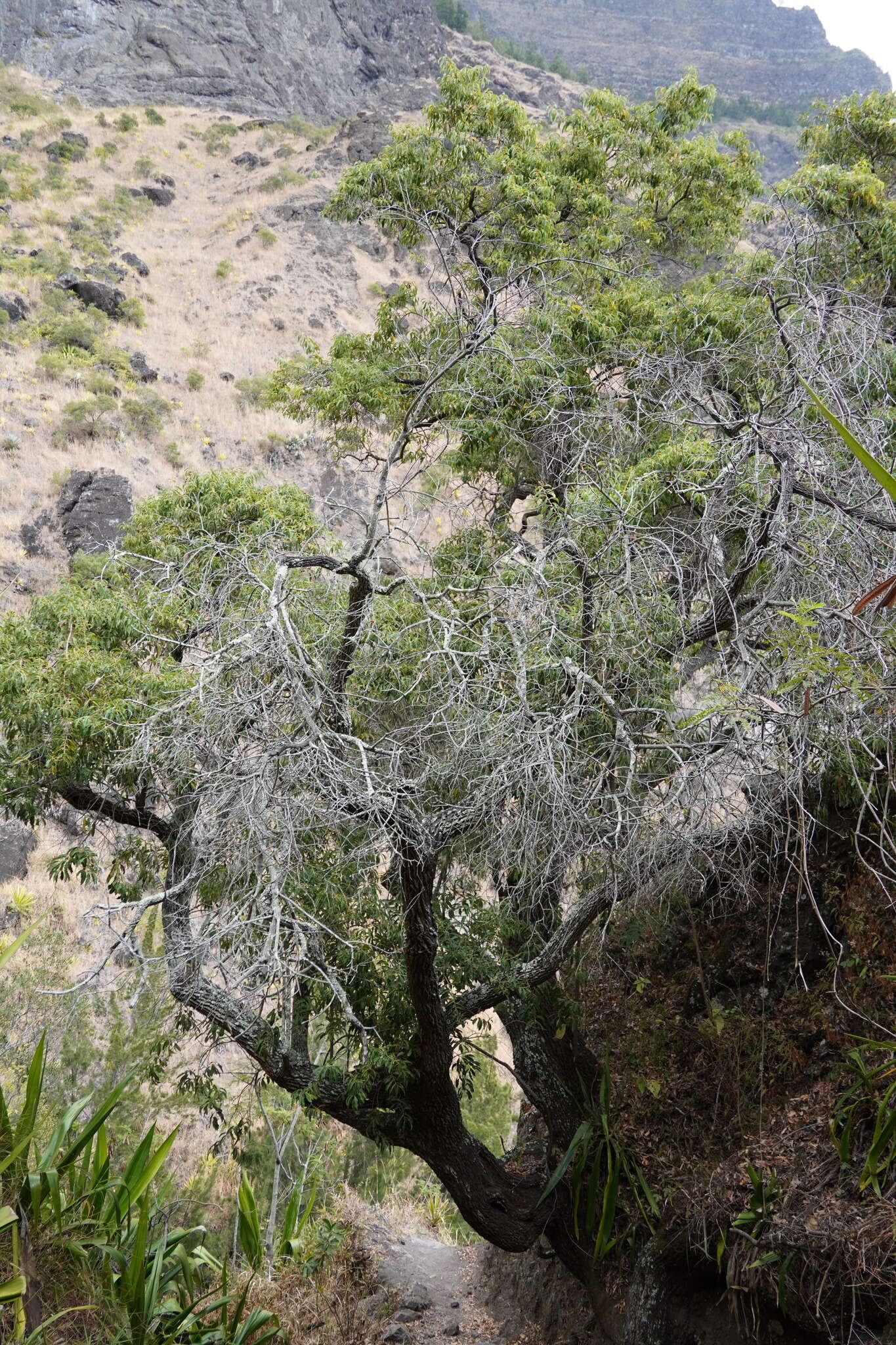 Image of Agarista salicifolia (Lam.) G. Don