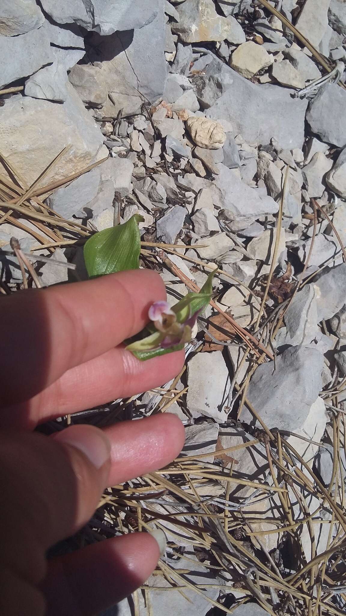 Imagem de Epipactis helleborine subsp. orbicularis (K. Richt.) E. Klein