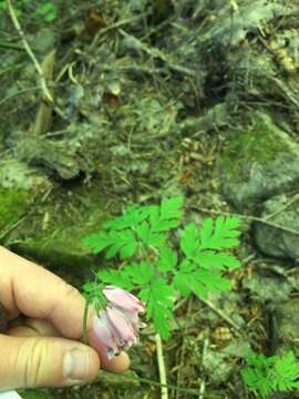 Dicentra formosa subsp. formosa resmi