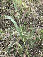 Image of Catchfly Grass