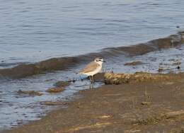 صورة Charadrius marginatus marginatus Vieillot 1818