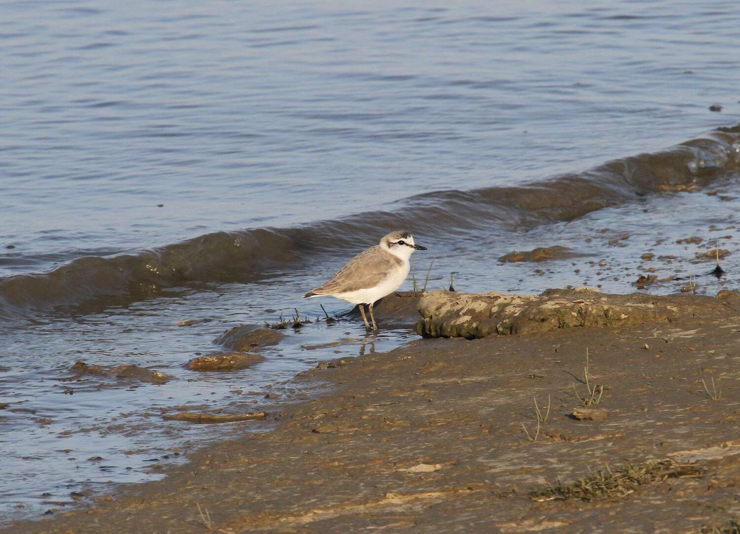 صورة Charadrius marginatus marginatus Vieillot 1818