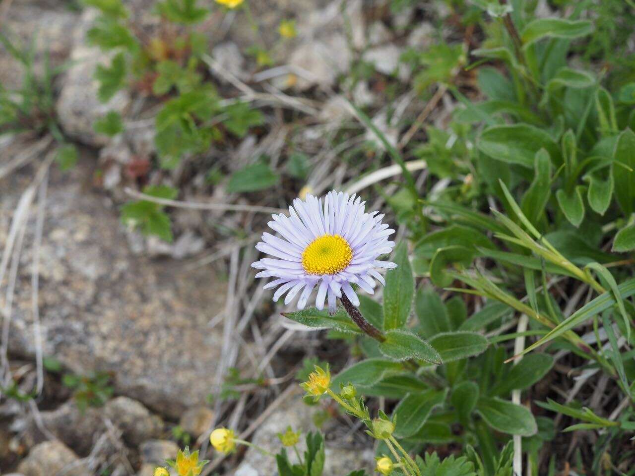 Слика од Erigeron alpicola Makino