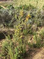 صورة Aspalathus uniflora subsp. willdenowiana (Benth.) R. Dahlgren