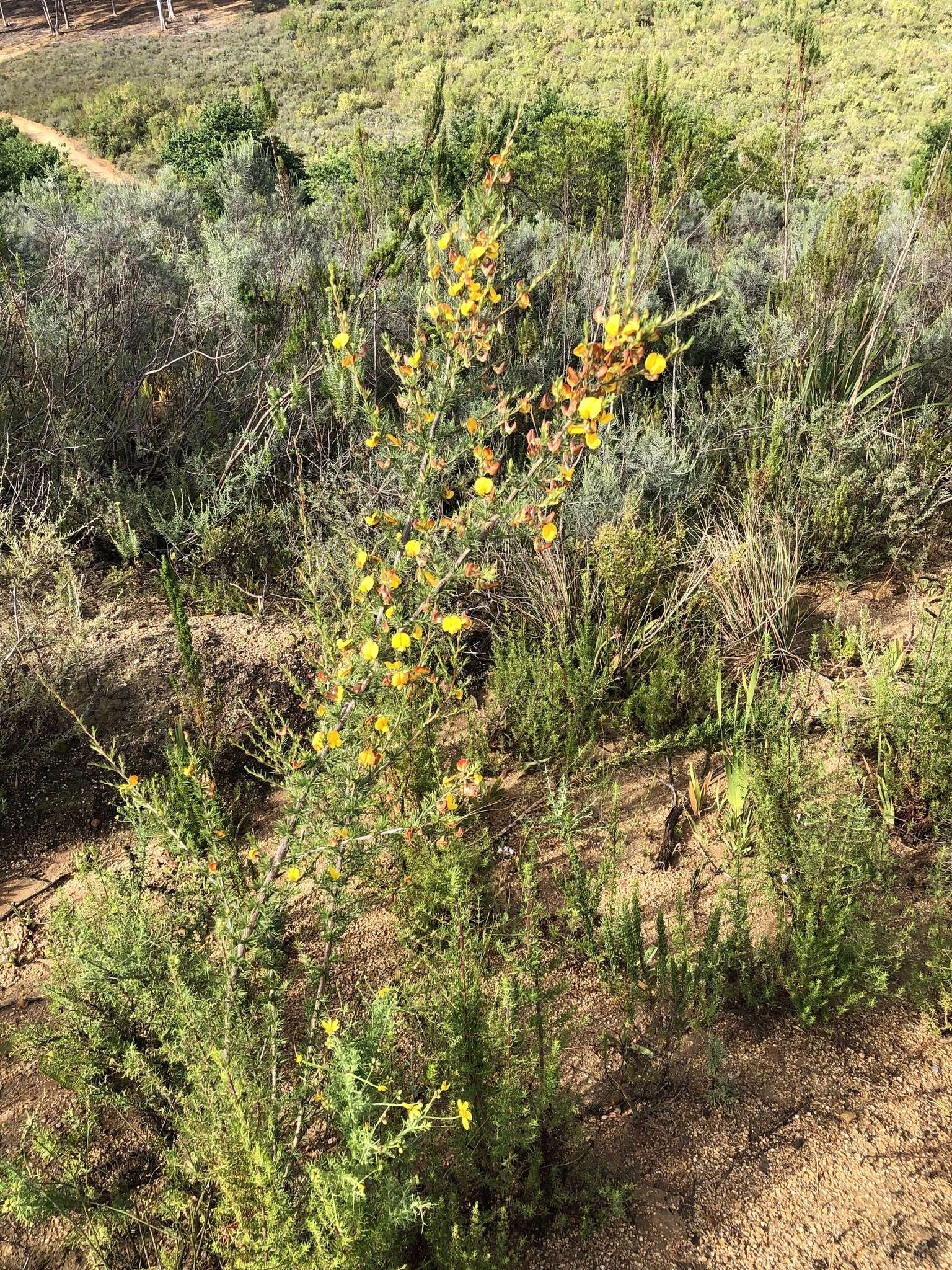 Image of Aspalathus uniflora subsp. willdenowiana (Benth.) R. Dahlgren