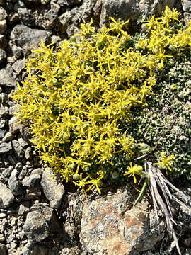 Image of Anadyr draba