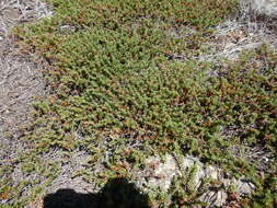Image of purple crowberry