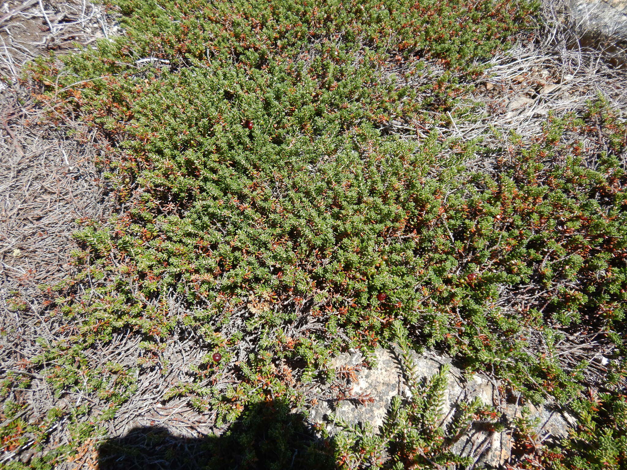Image of purple crowberry