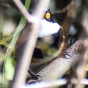 صورة Batis capensis (Linnaeus 1766)