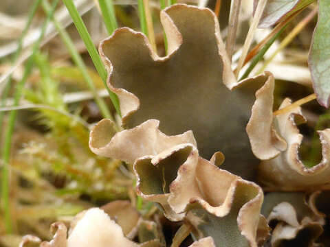 Image of felt lichen