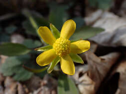 <i>Ranunculus <i>hispidus</i></i> var. hispidus的圖片