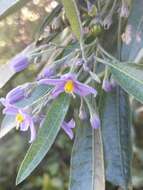 Image of Solanum nitidum Ruiz & Pav.