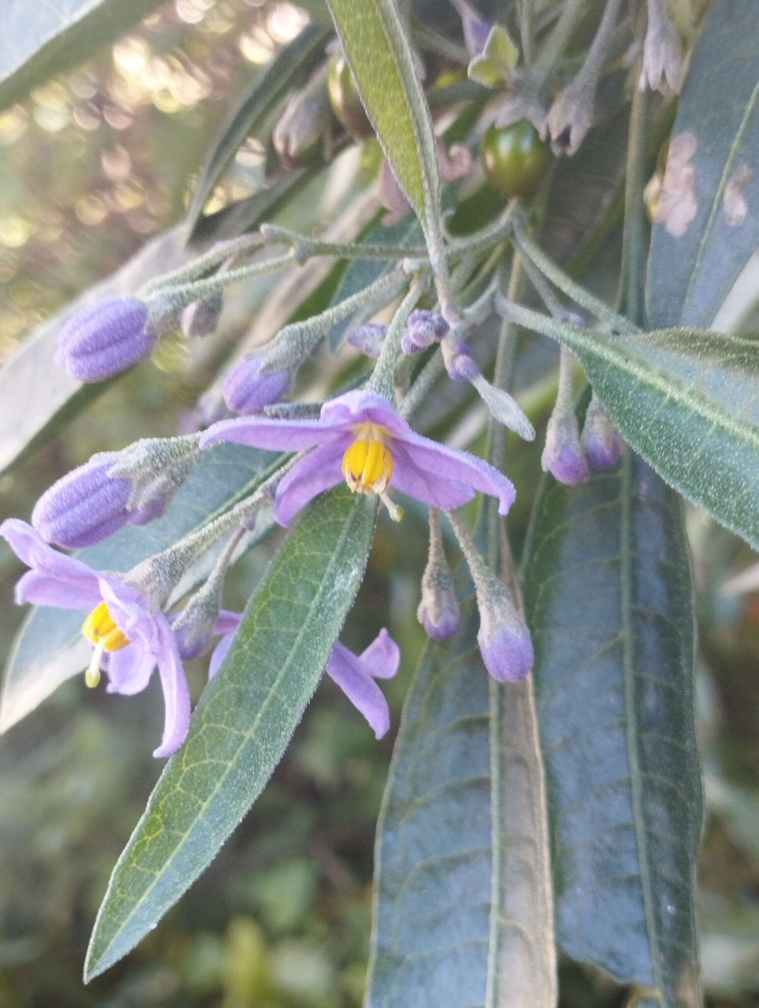 Слика од Solanum nitidum Ruiz & Pav.