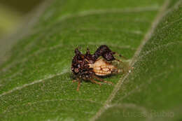 Image of Cyphonia claviger Fabricius