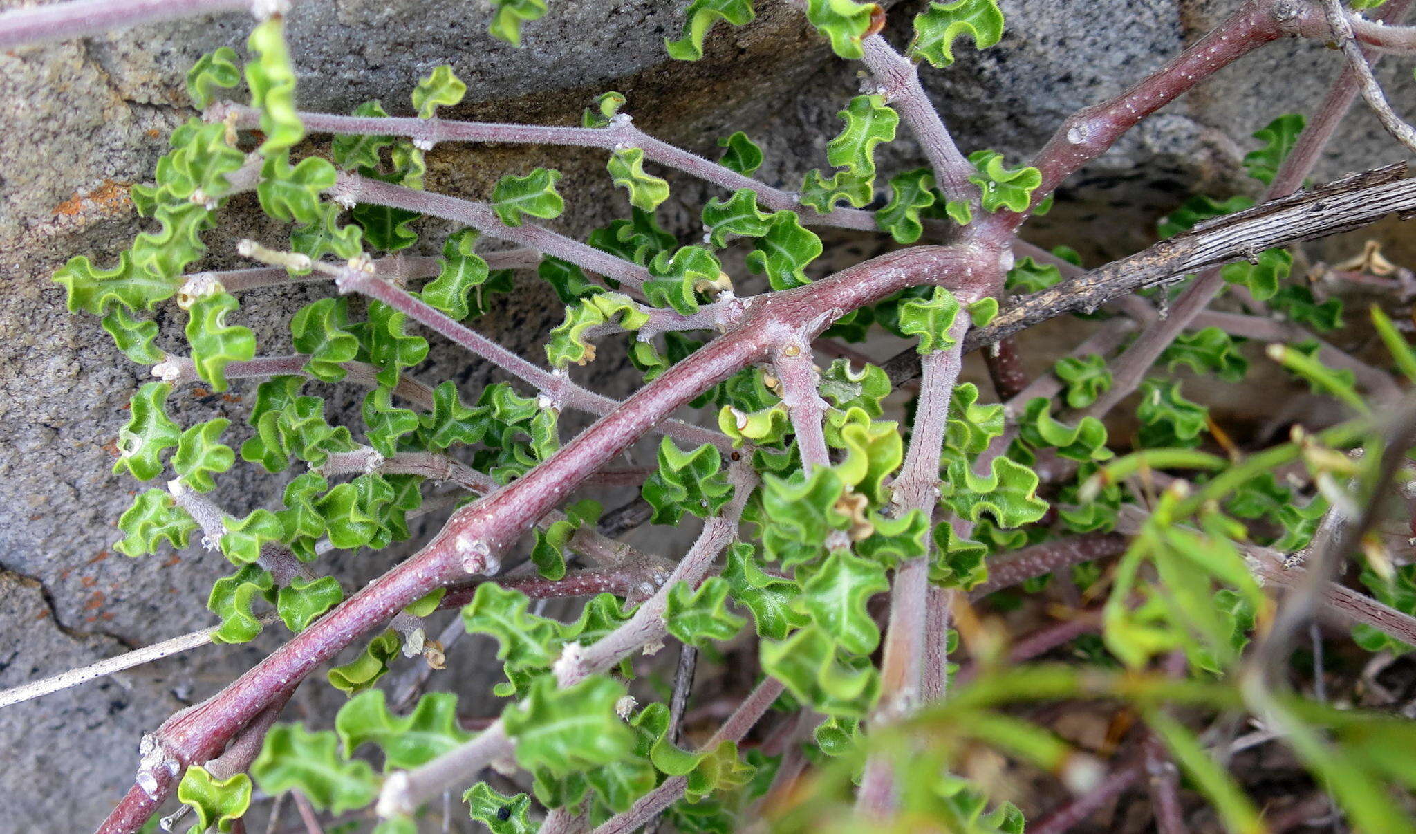 Image de Fockea capensis Endl.