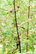 Image of Crimson-rumped Waxbill