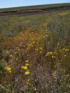 Plancia ëd Senecio glaucus subsp. coronopifolius (Maire) C. Alexander