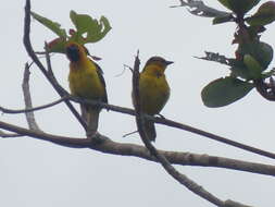 Image of Black-necked Weaver