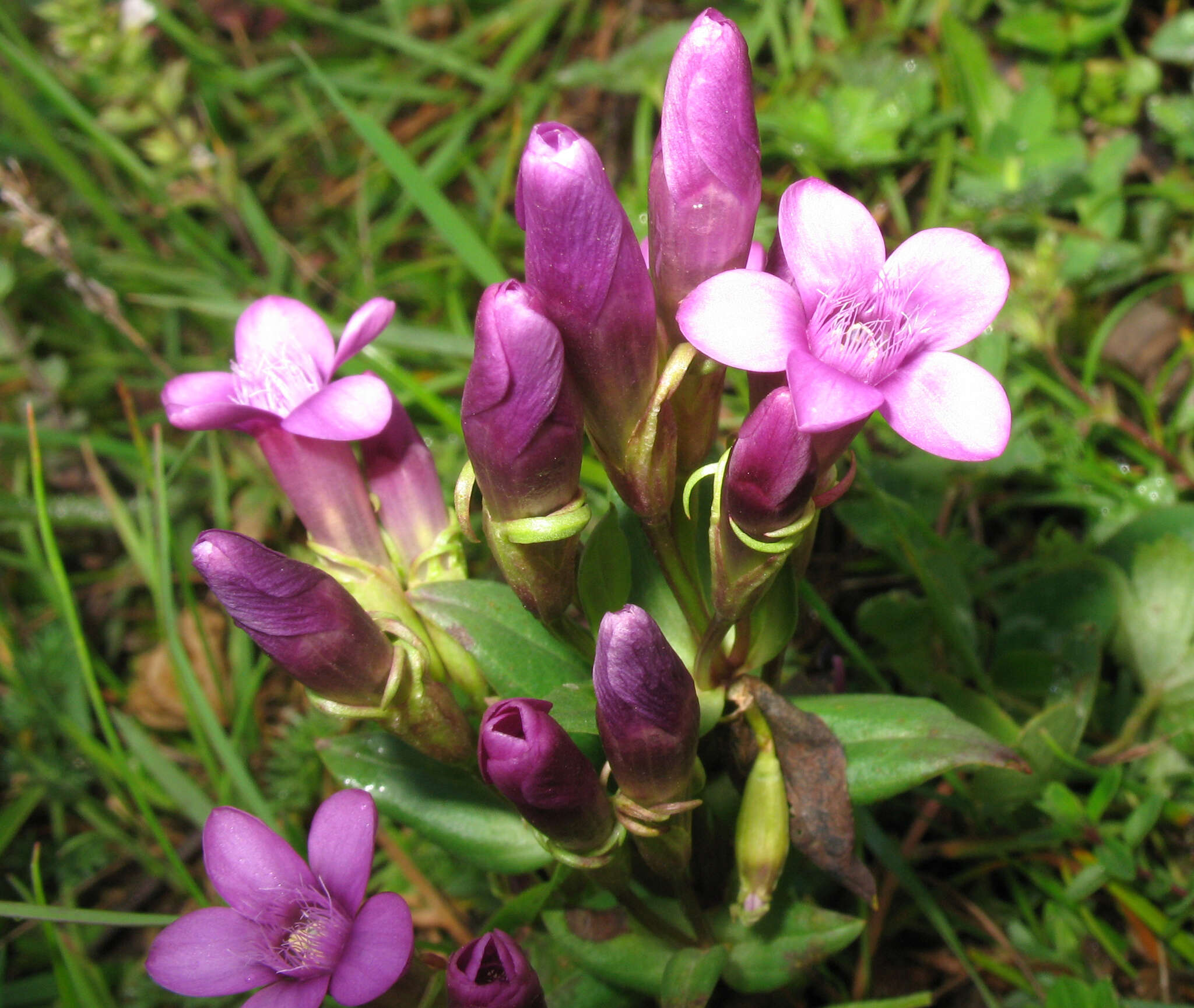 Image de Gentianella caucasea (Loddiges ex Sims) J. Holub