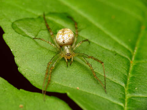 Image of Mangora maculata (Keyserling 1865)