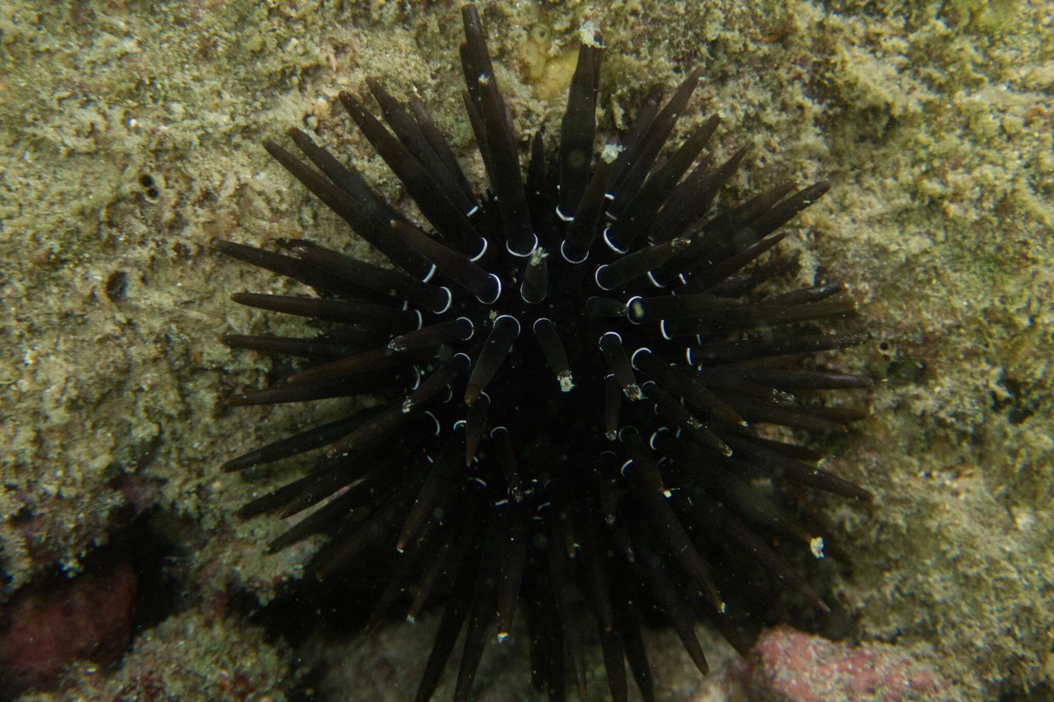 Image of Parasalenia A. Agassiz 1863