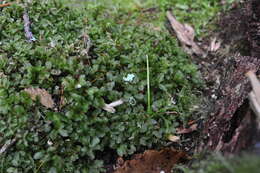 Image of rhizomnium moss